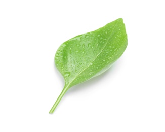 Fresh green basil leaf on white background