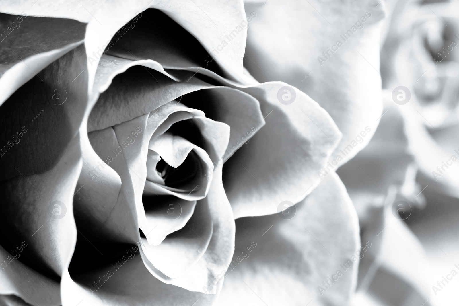 Image of Rose as background, closeup. Black and white effect
