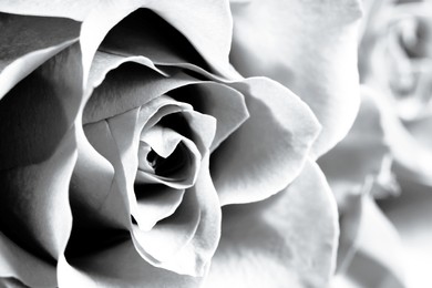 Rose as background, closeup. Black and white effect