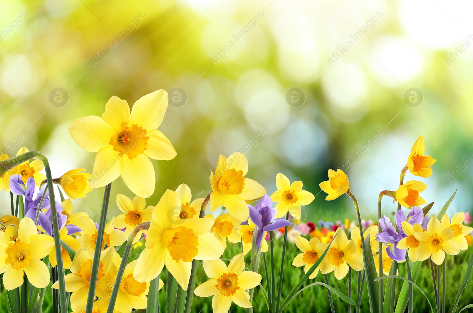 Image of Beautiful blooming yellow daffodils outdoors on sunny day