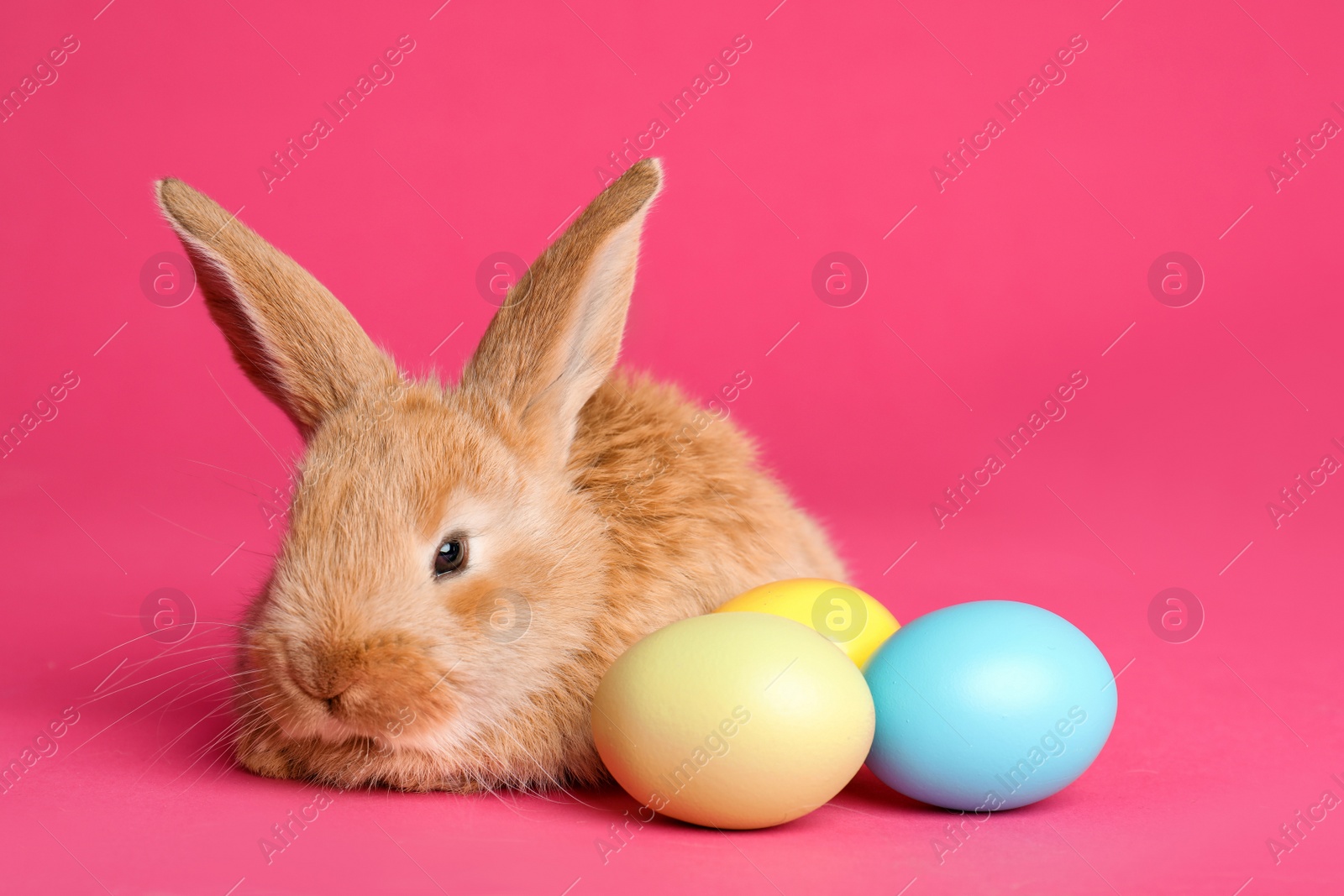 Photo of Adorable furry Easter bunny and dyed eggs on color background, space for text