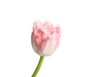 Photo of One beautiful tulip flower isolated on white