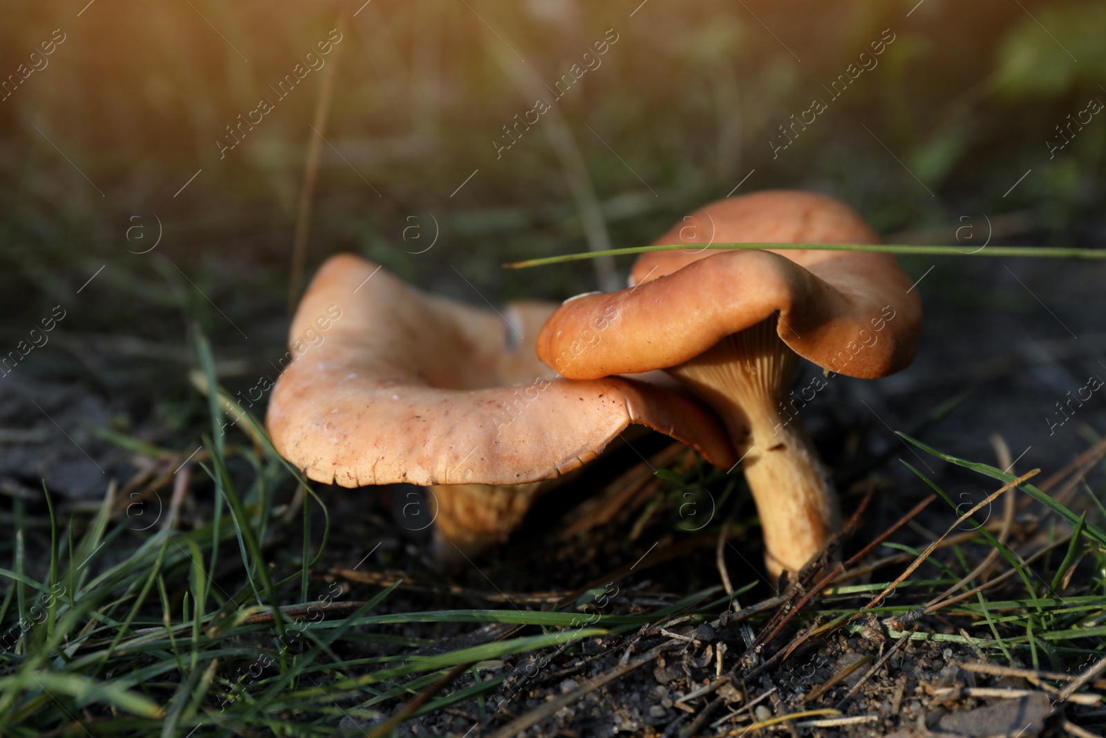 Photo of Fresh wild mushrooms growing in forest, closeup view