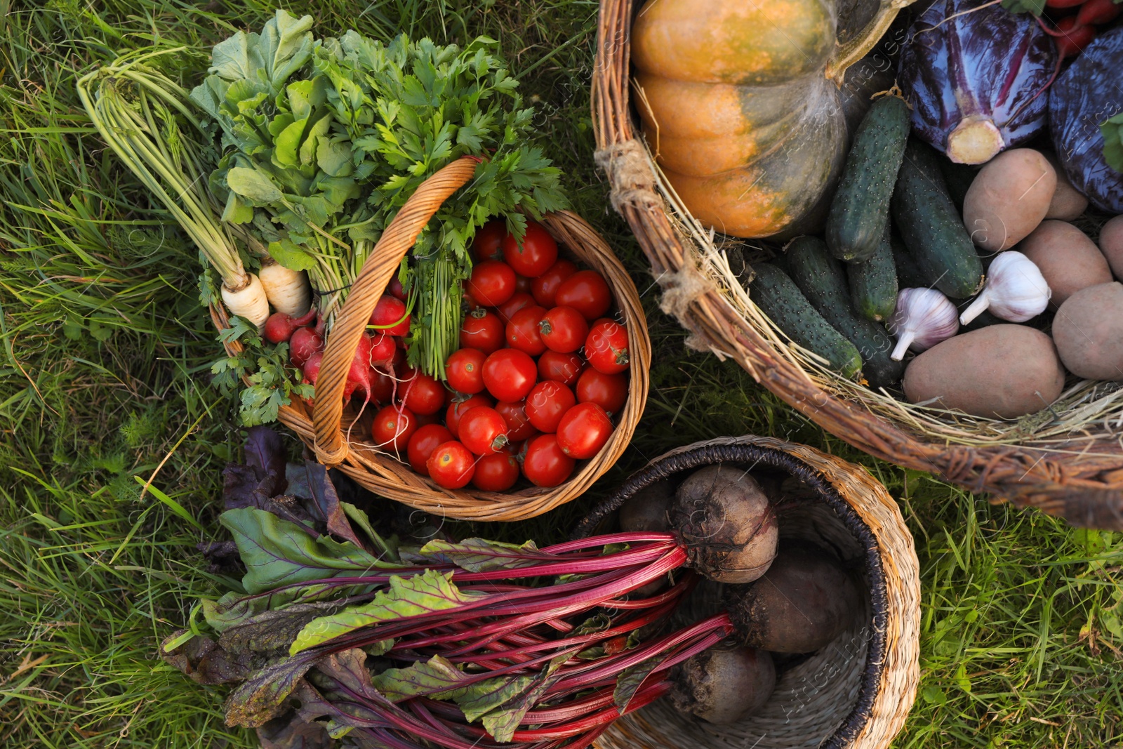 Photo of Different fresh ripe vegetables on green grass, flat lay