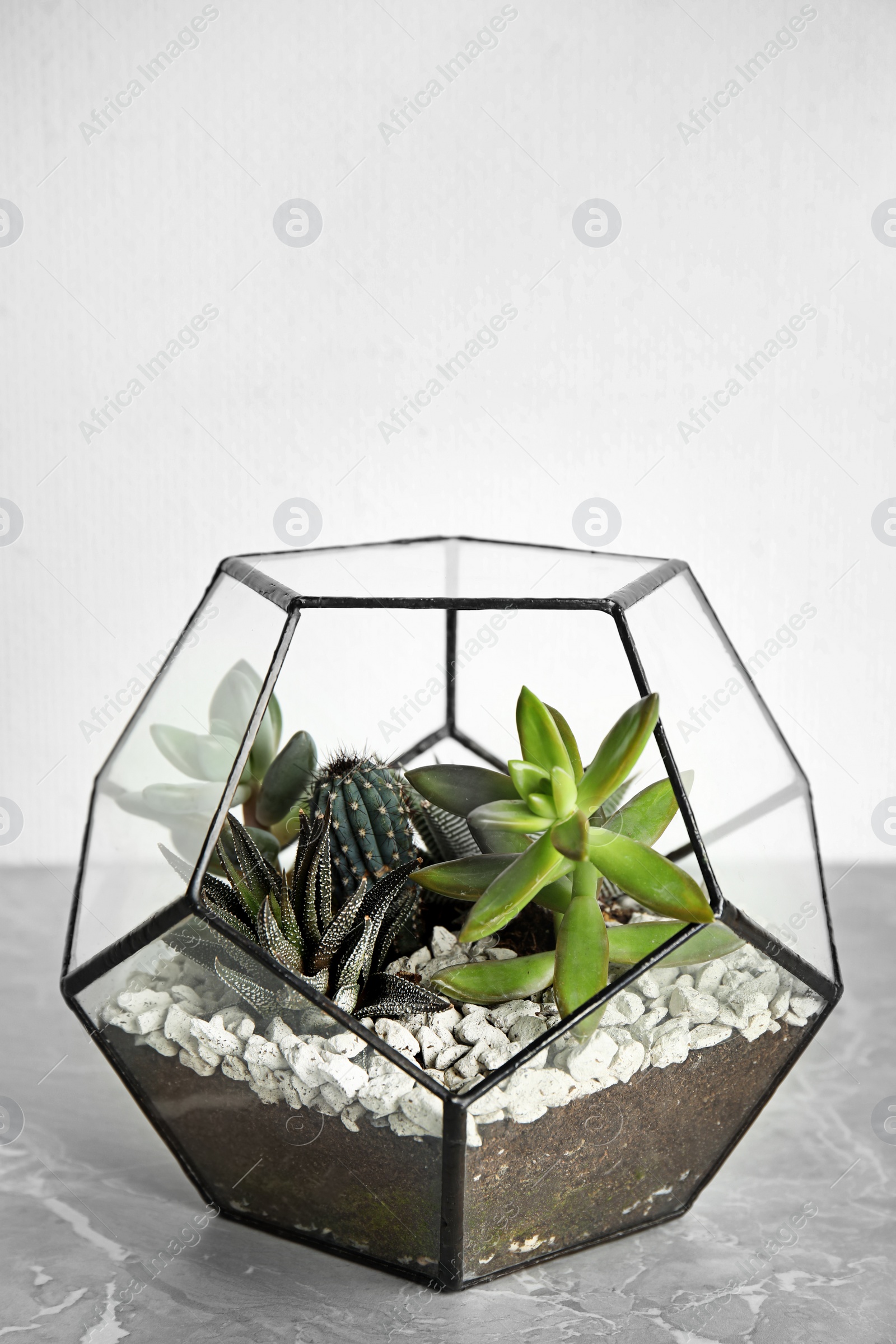 Photo of Glass florarium with different succulents on table against white background, space for text