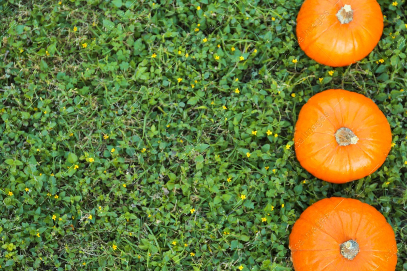 Photo of Fresh ripe orange pumpkins on green grass, flat lay with space for text