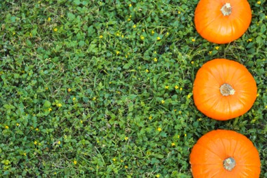 Fresh ripe orange pumpkins on green grass, flat lay with space for text