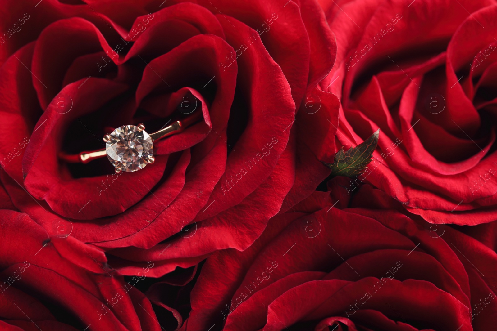 Photo of Beautiful engagement ring with gemstone on roses, closeup