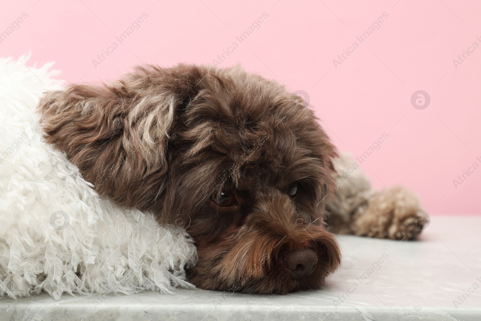 Photo of Cute Maltipoo dog with pillow resting on grey table against pink background. Lovely pet