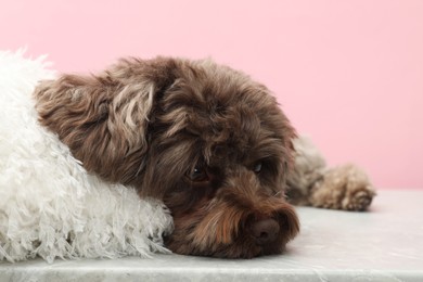 Cute Maltipoo dog with pillow resting on grey table against pink background. Lovely pet