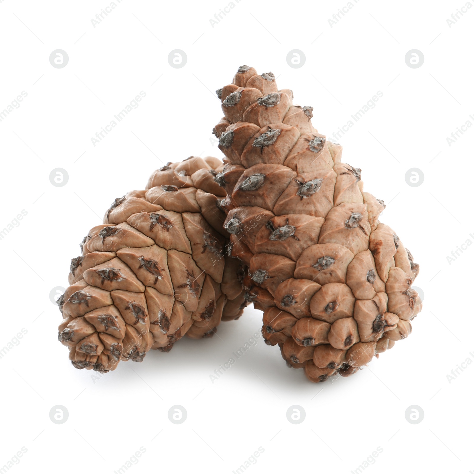 Photo of Fresh young conifer cones on white background