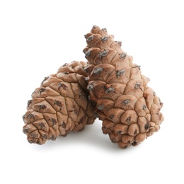 Photo of Fresh young conifer cones on white background