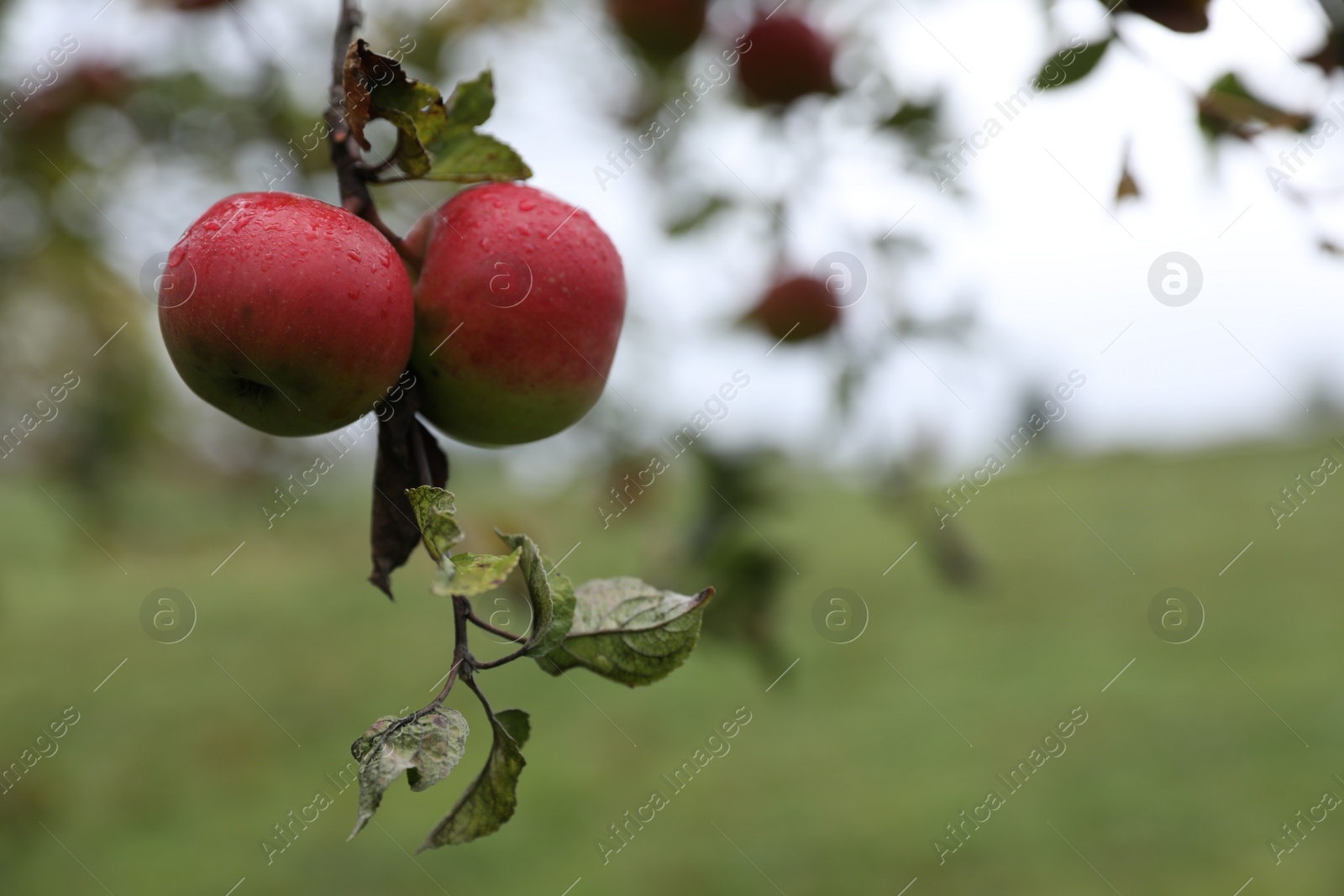 Photo of Delicious ripe red apples on tree in garden, space for text