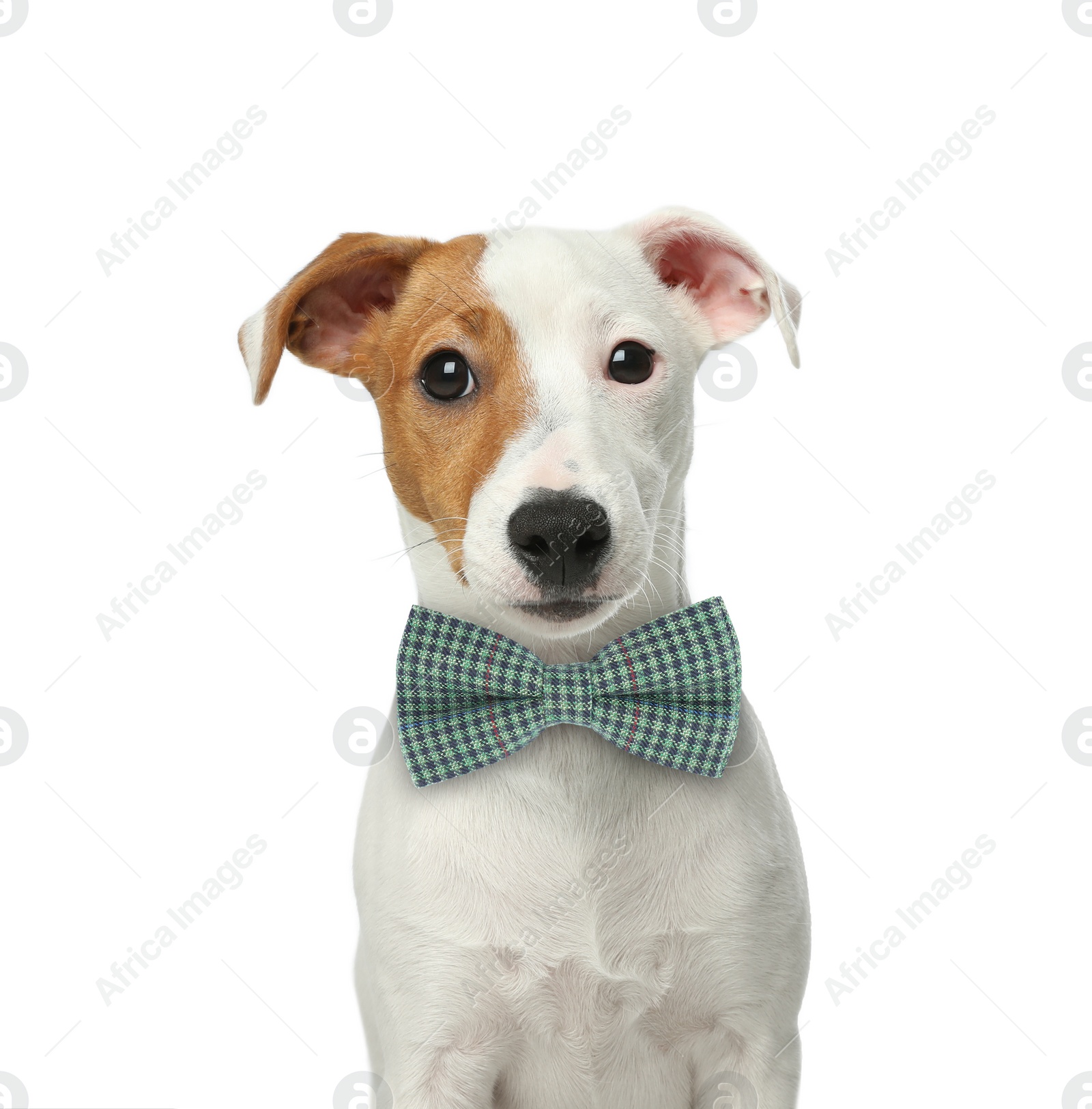 Image of Cute Jack Russell terrier with bow tie on white background