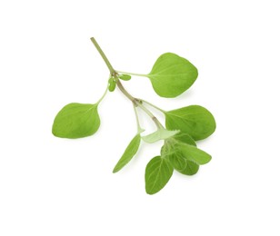 Sprig of fresh green oregano isolated on white, top view