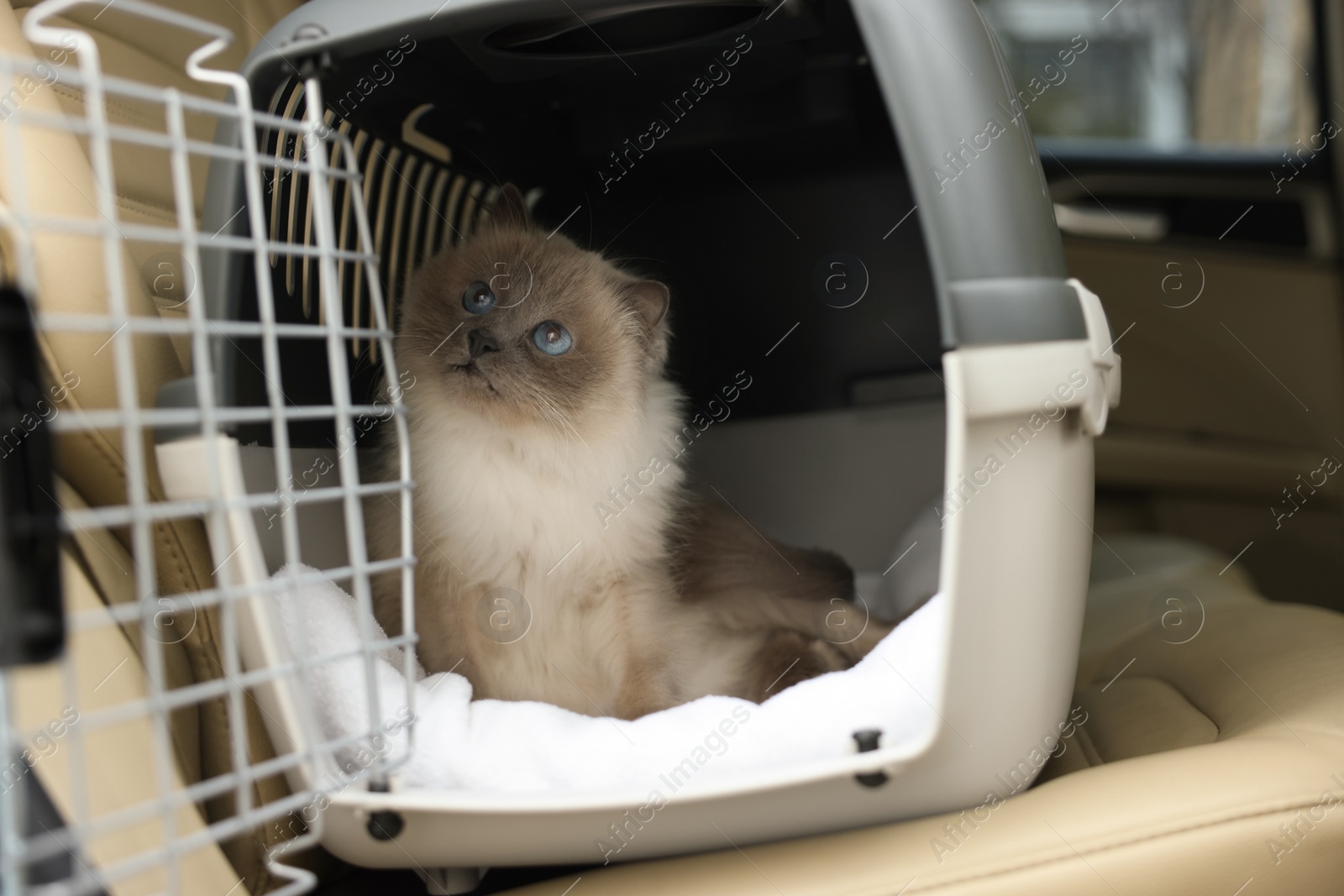 Photo of Cute grey cat inside pet carrier in car