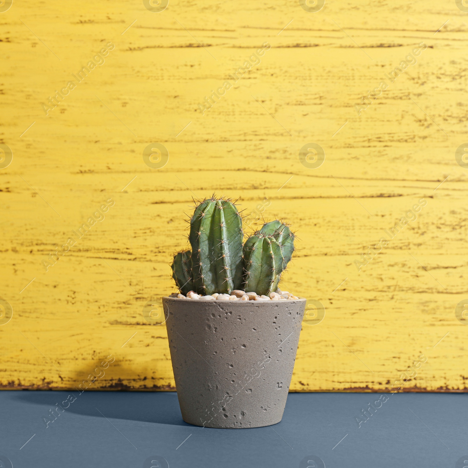 Photo of Beautiful cactus on table against color background