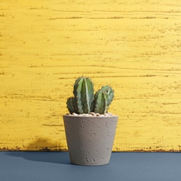 Beautiful cactus on table against color background