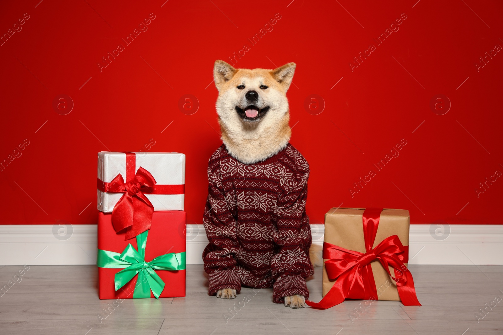 Photo of Cute Akita Inu dog in Christmas sweater near gift boxes indoors