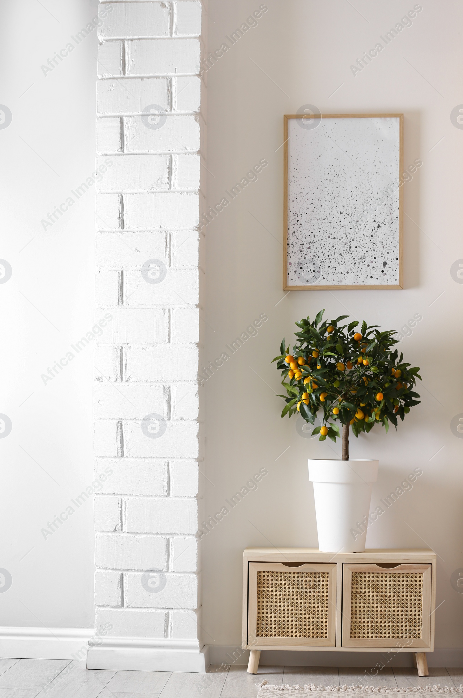 Photo of Potted kumquat tree with ripening fruits indoors. Interior design