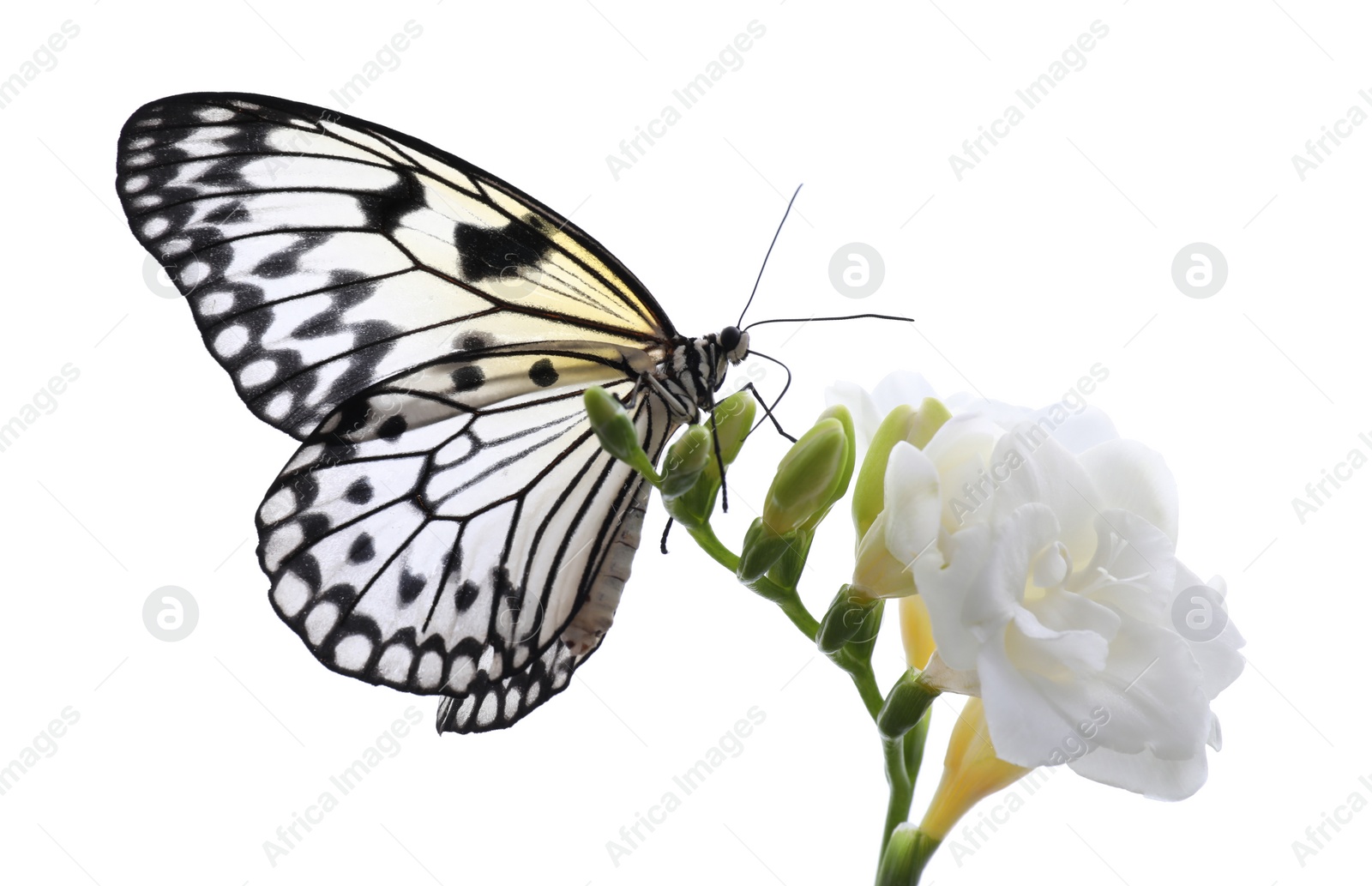 Photo of Beautiful rice paper butterfly sitting on freesia flower against white background