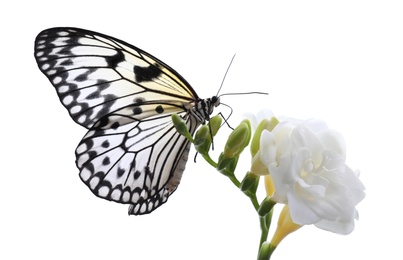 Beautiful rice paper butterfly sitting on freesia flower against white background