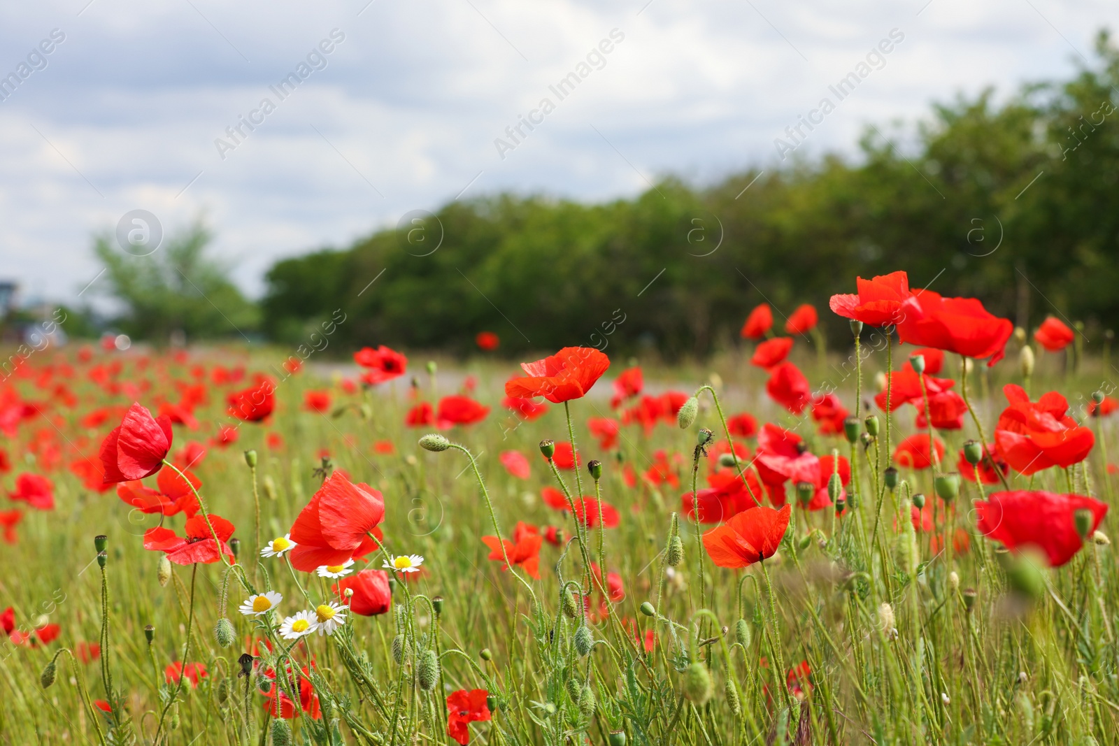 Photo of Beautiful red poppy flowers growing in field