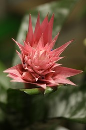 Photo of Beautiful blooming bromelia flower on blurred background, closeup