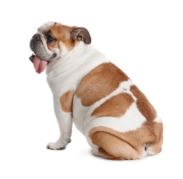 Adorable funny English bulldog on white background