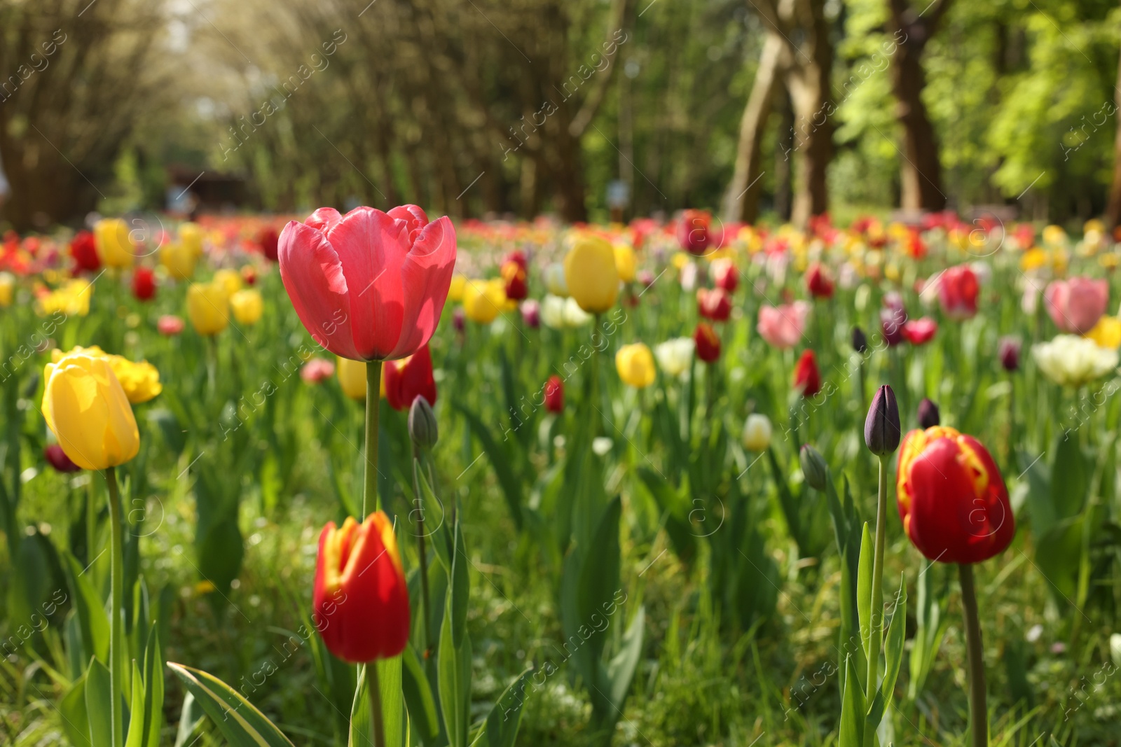 Photo of Beautiful bright tulips growing outdoors on sunny day, closeup