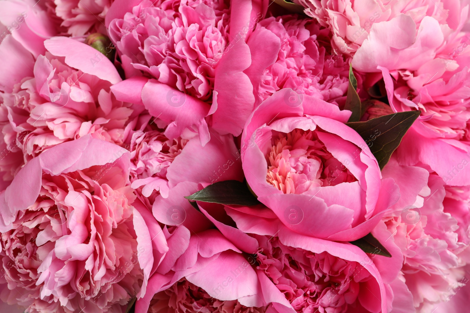 Photo of Fragrant peonies as background, closeup view. Beautiful spring flowers