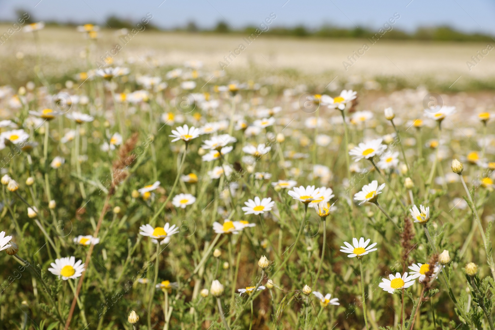 Photo of Closeup view of beautiful chamomile field on sunny day