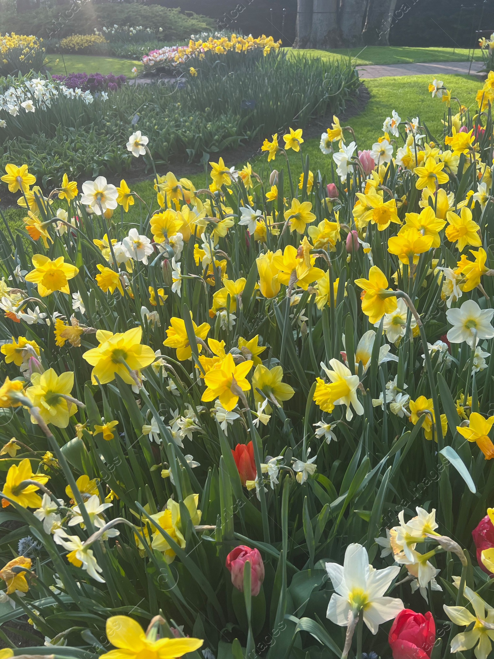 Photo of Beautiful colorful daffodil and tulip flowers growing in park