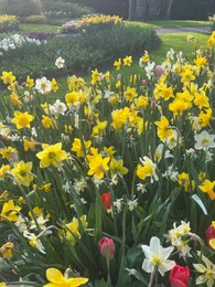 Beautiful colorful daffodil and tulip flowers growing in park