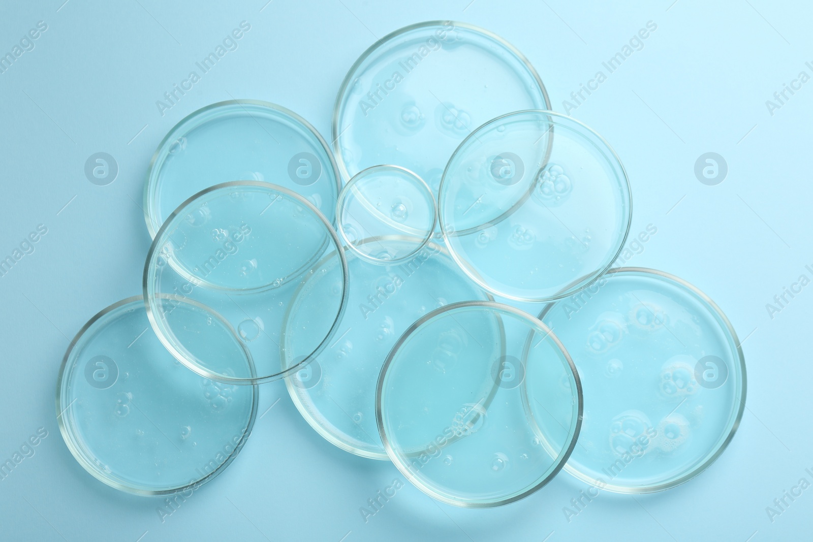 Photo of Petri dishes with liquid samples on light blue background, top view