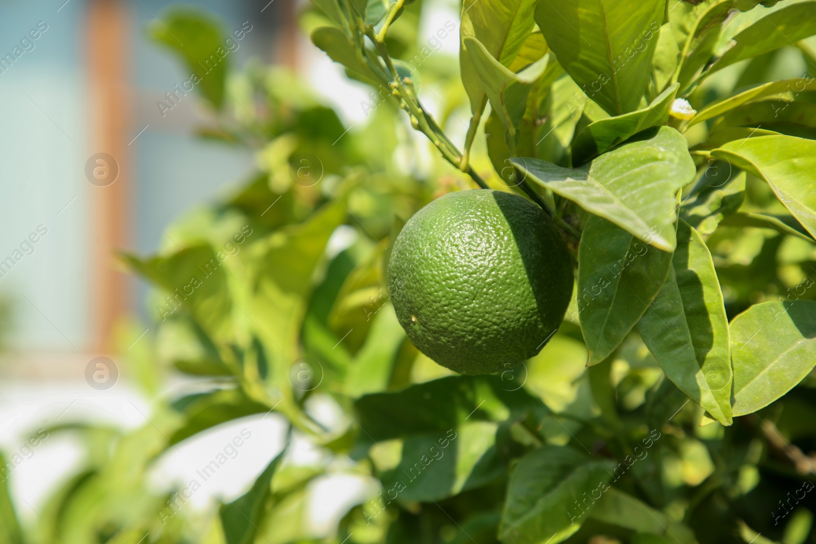 Photo of Unripe green tangerine growing on tree outdoors, closeup with space for text. Citrus fruit