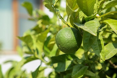 Photo of Unripe green tangerine growing on tree outdoors, closeup with space for text. Citrus fruit