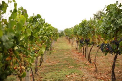 Photo of Beautiful view of vineyard with ripening grapes