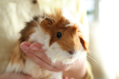 Photo of Woman holding cute small guinea pig indoors, closeup