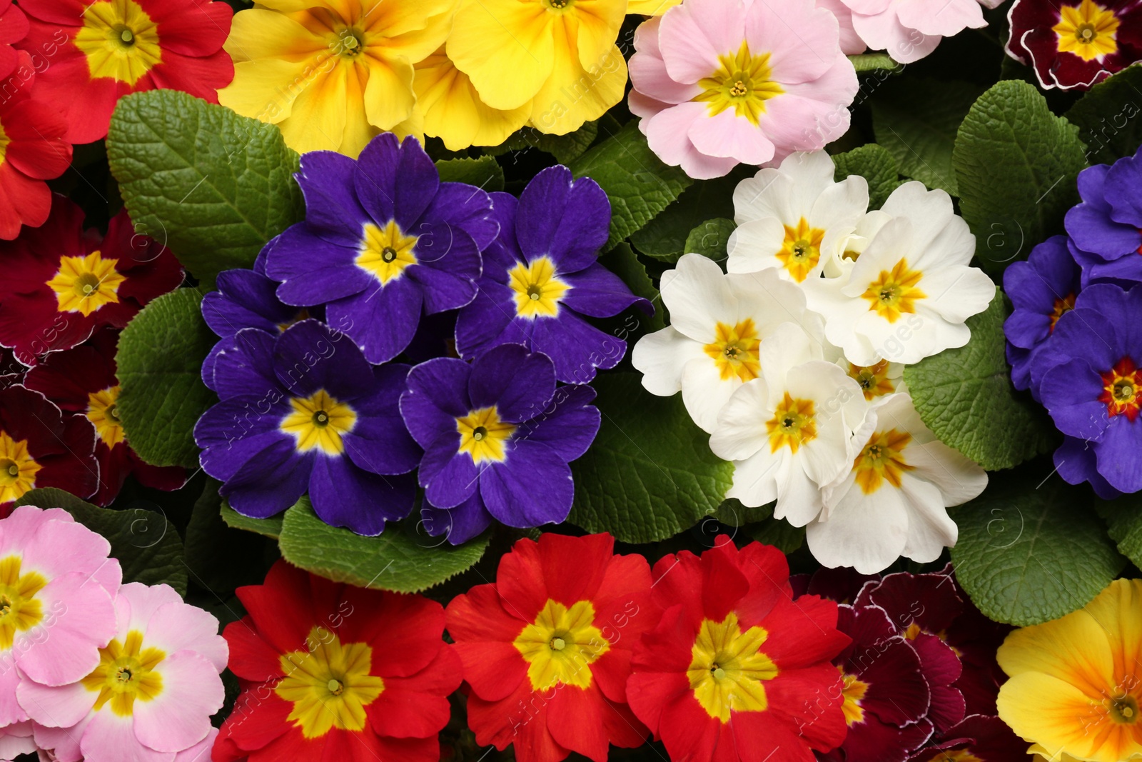 Photo of Beautiful primula (primrose) plants with colorful flowers as background, top view. Spring blossom