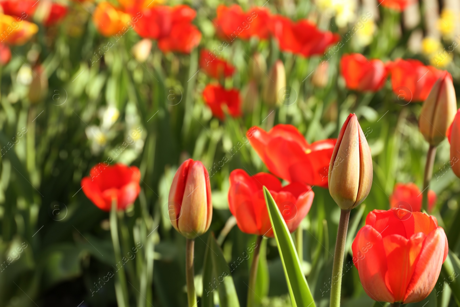 Photo of Beautiful blossoming tulips on sunny spring day outdoors