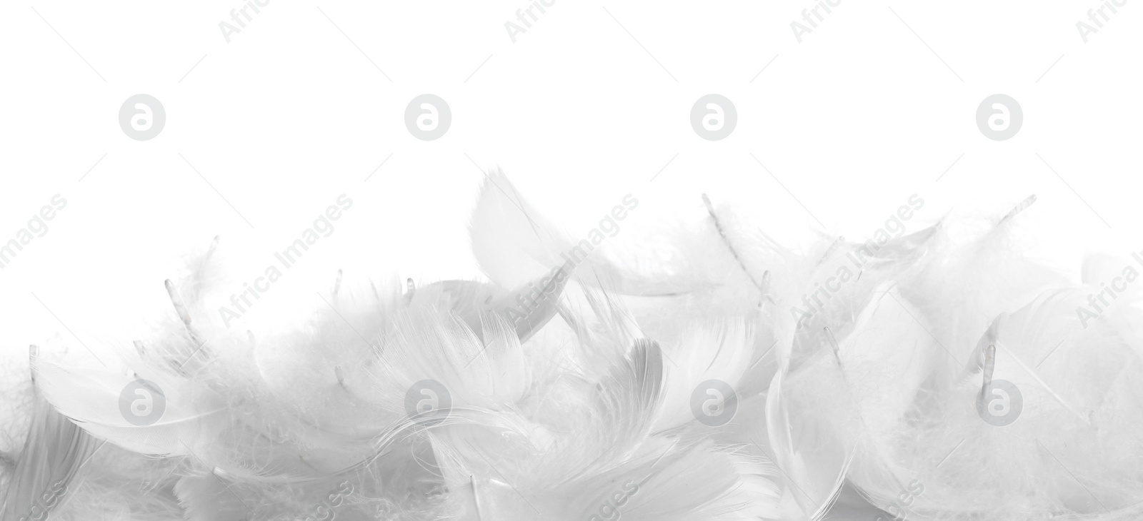 Photo of Beautiful fluffy bird feathers isolated on white