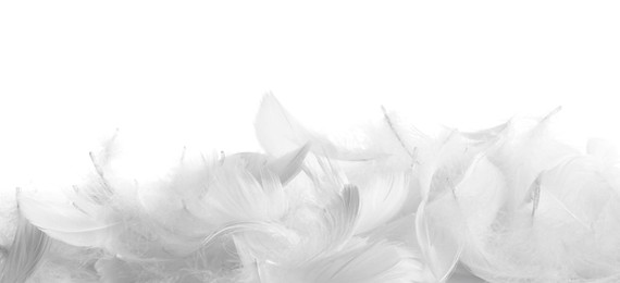 Photo of Beautiful fluffy bird feathers isolated on white