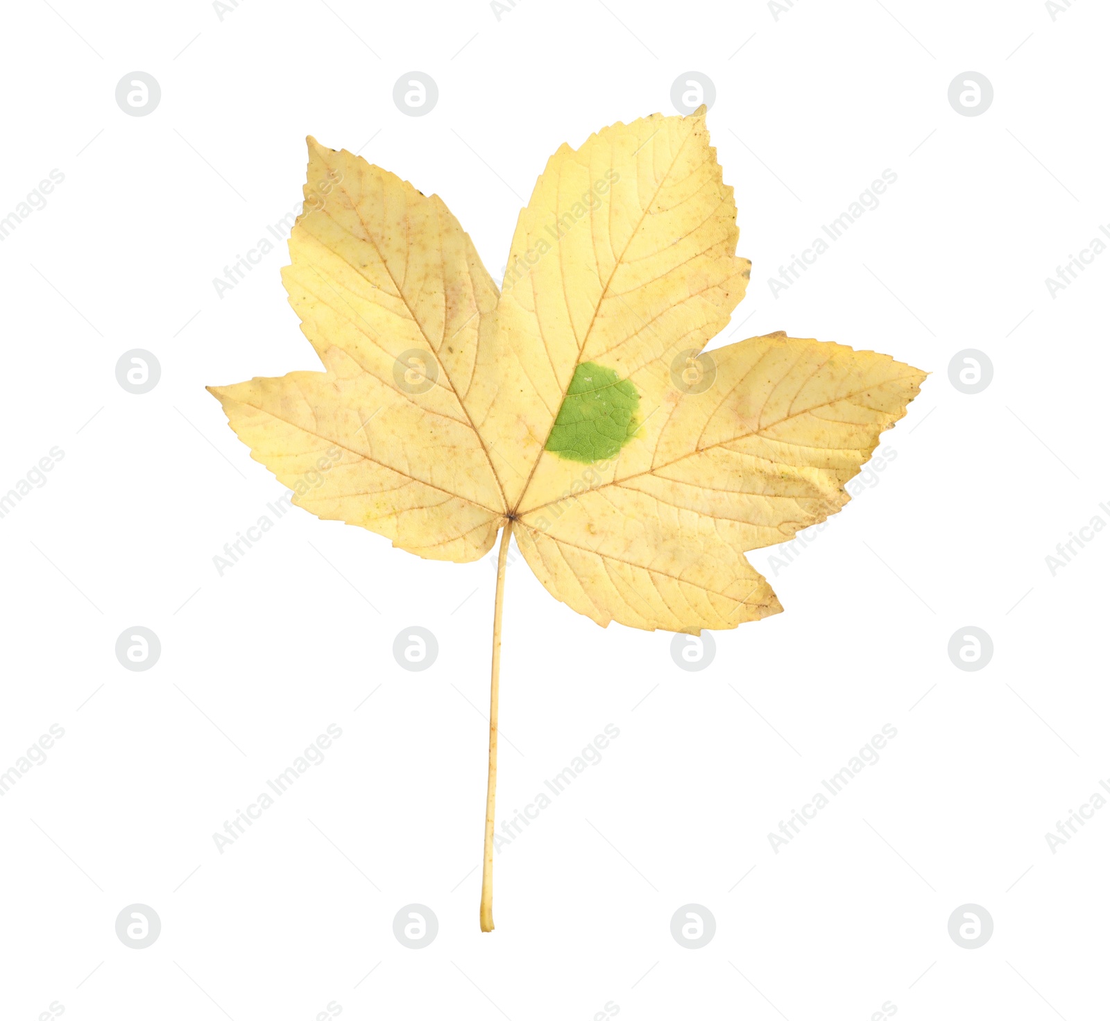 Photo of One maple leaf isolated on white. Autumn season