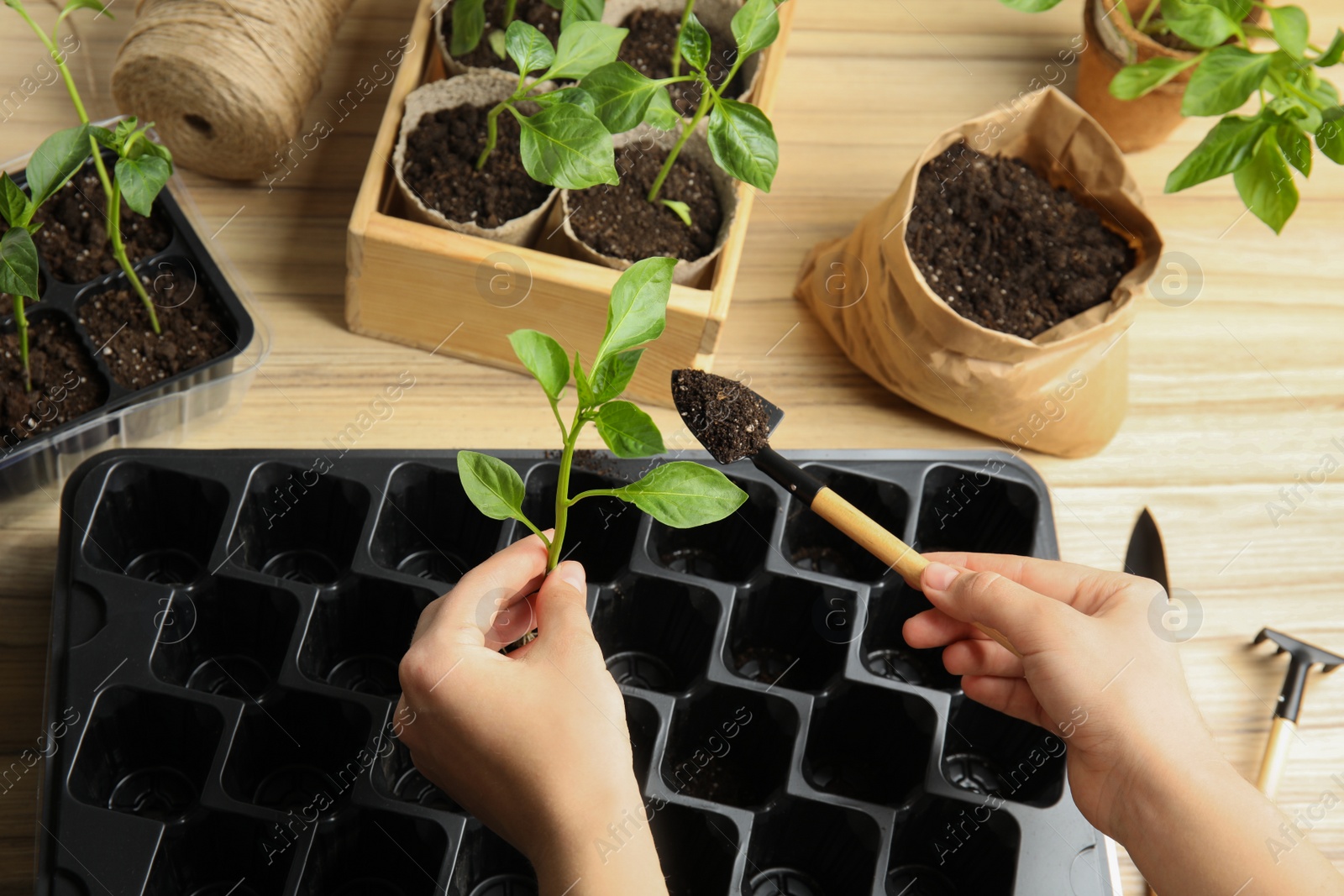 Photo of Woman taking care of seedlings at wooden table, above view