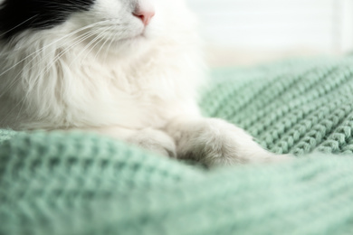 Photo of Cute cat relaxing on green knitted fabric, closeup. Lovely pet