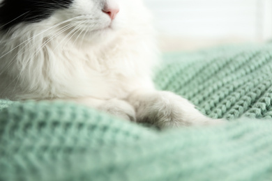 Cute cat relaxing on green knitted fabric, closeup. Lovely pet