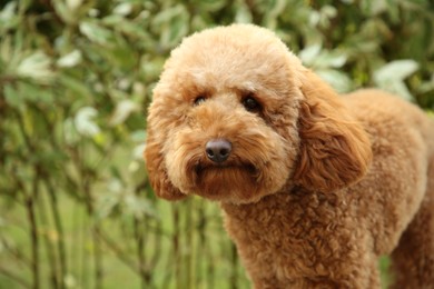 Photo of Cute fluffy dog in park, space for text