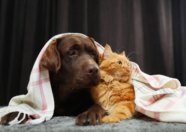 Photo of Adorable cat and dog lying under plaid on floor. Warm and cozy winter