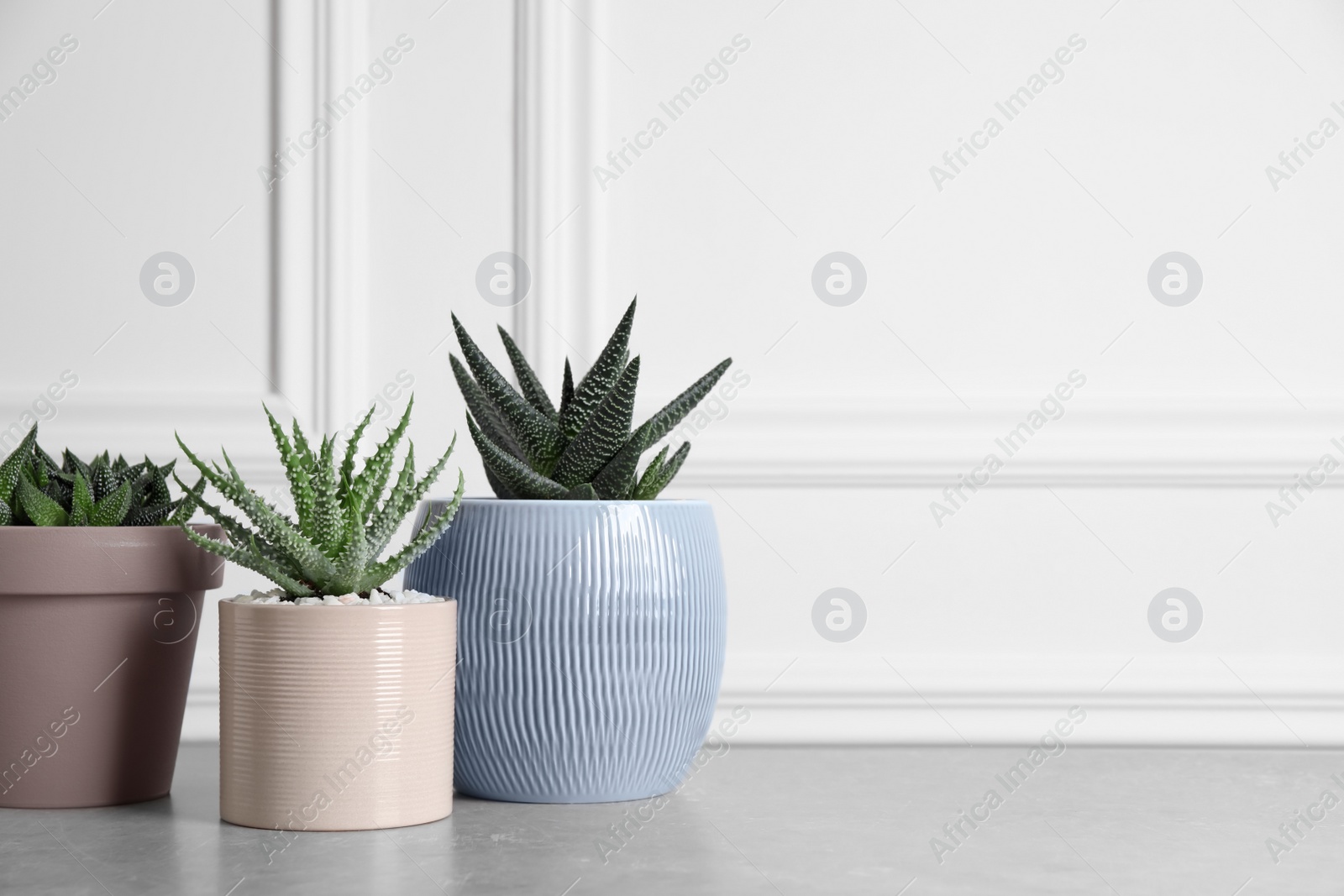 Photo of Beautiful Aloe and Haworthia in pots on light table, space for text. Different house plants